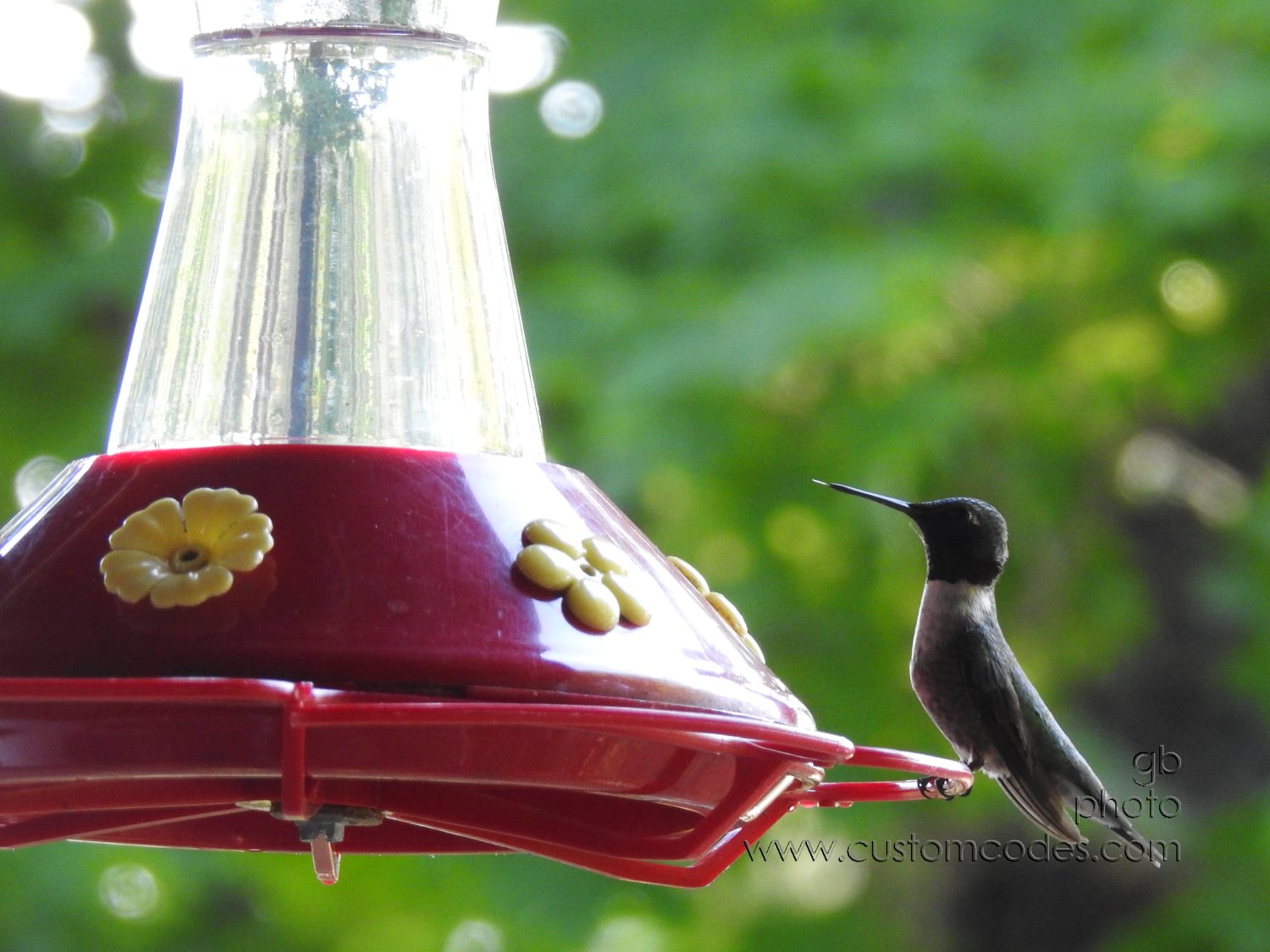 Hummingbird20210630_1