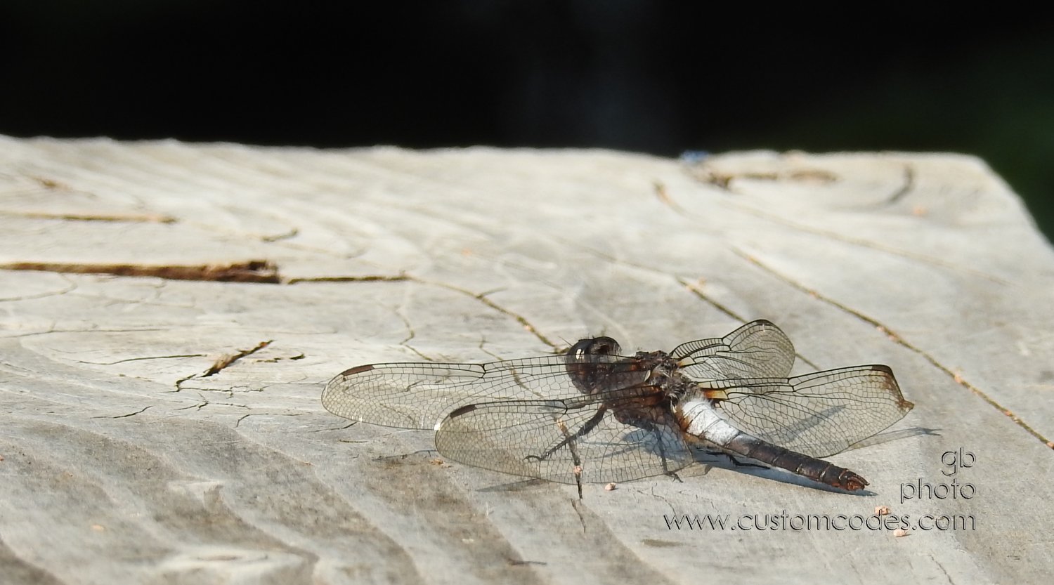 Dragonfly_202107_4