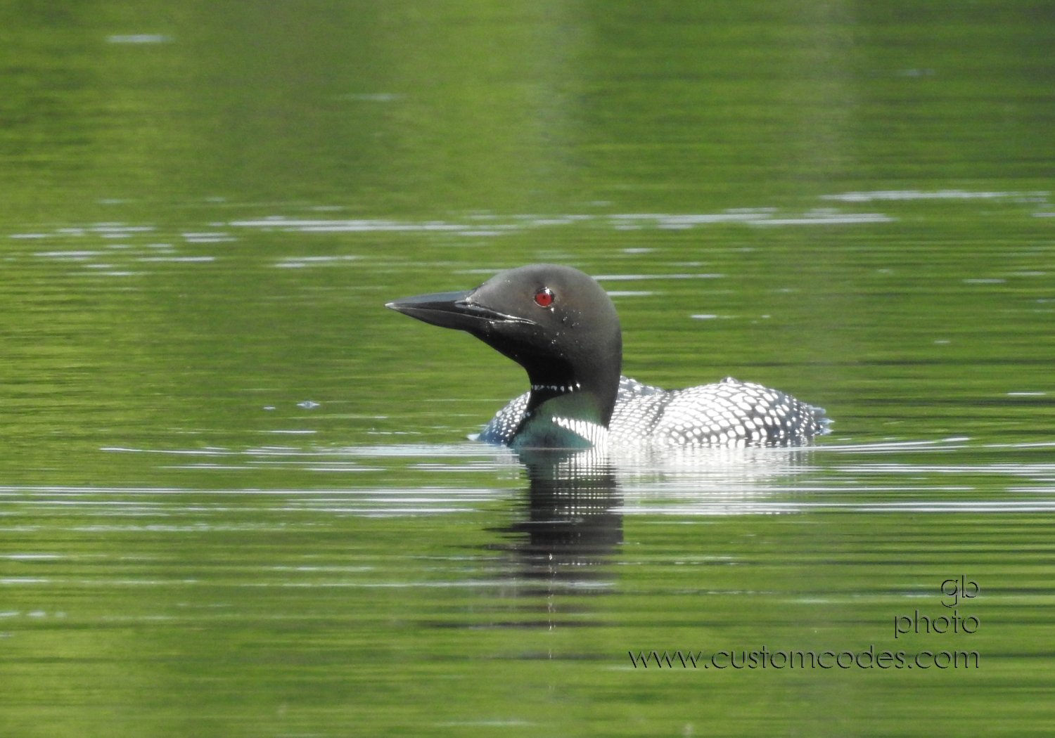 Loon_202107_5