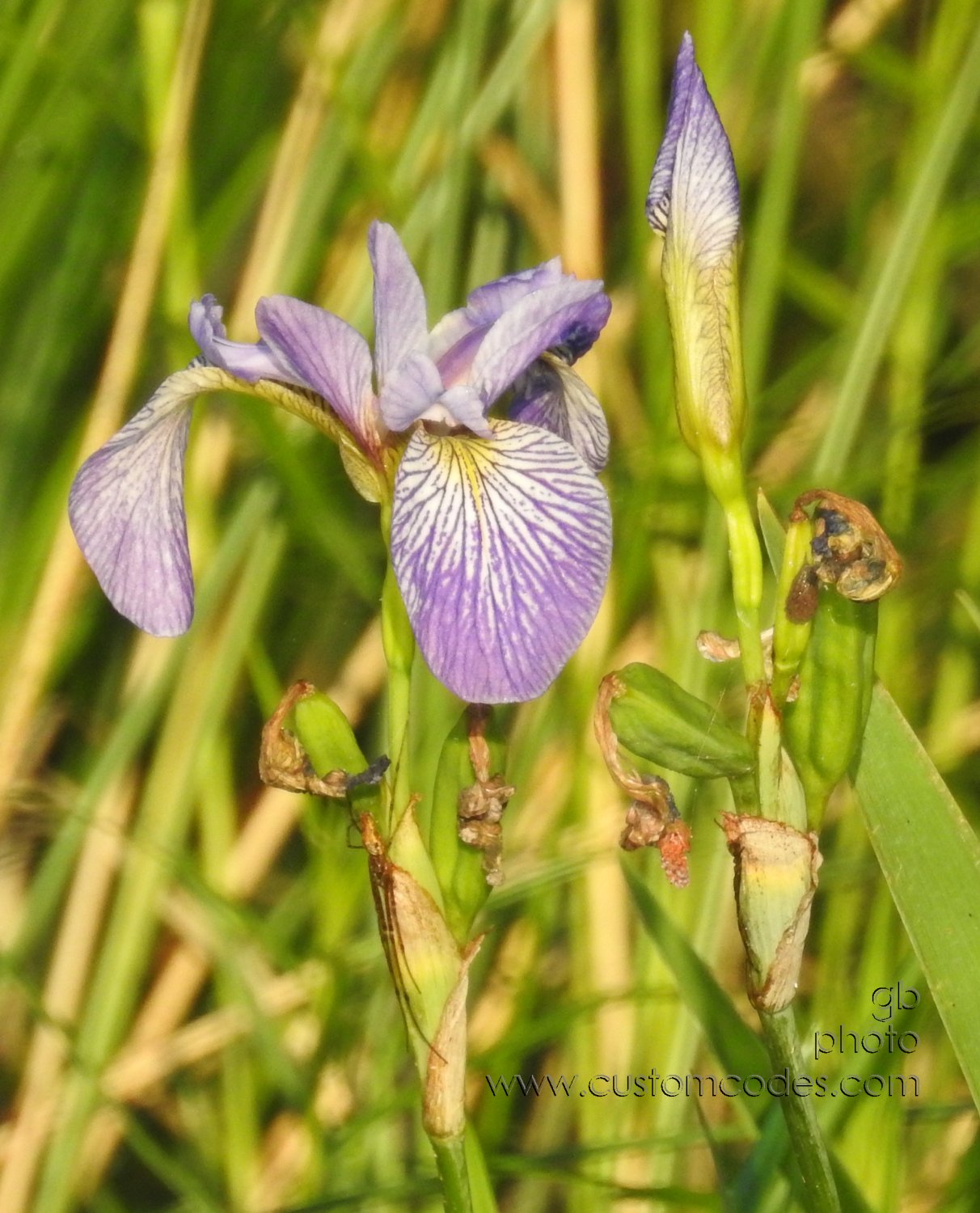 NorthernBlueFlag_202107
