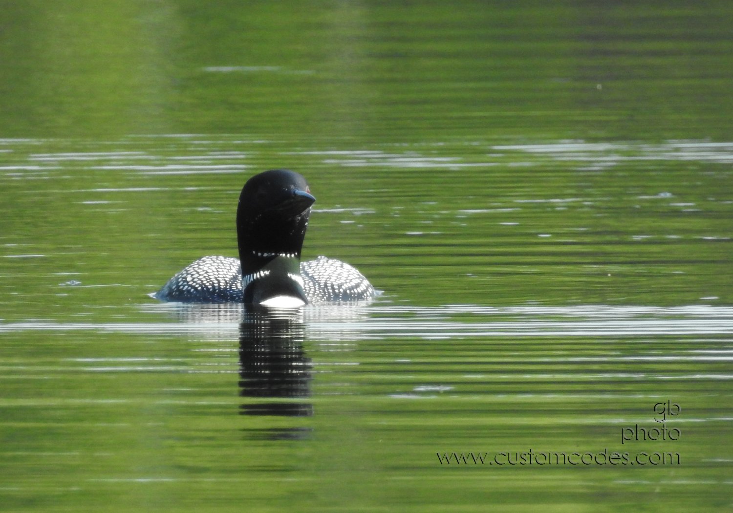Loon_202107_4