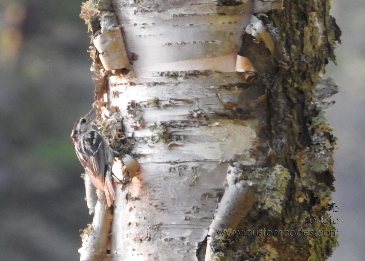 bird_202107