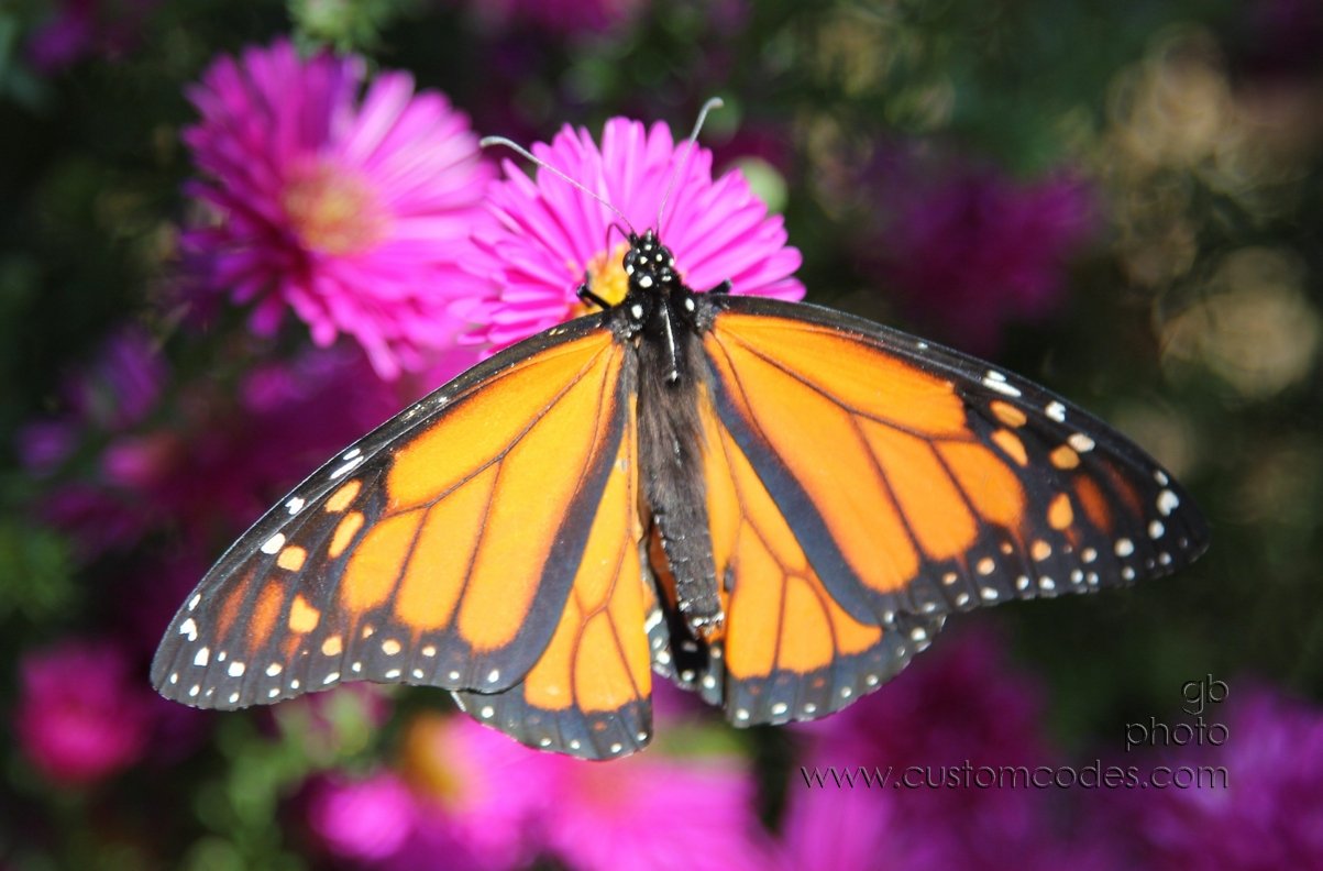 lastMonarch2010