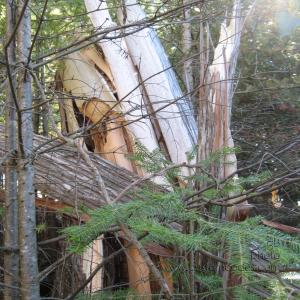 BearLakeSplitTrunk2