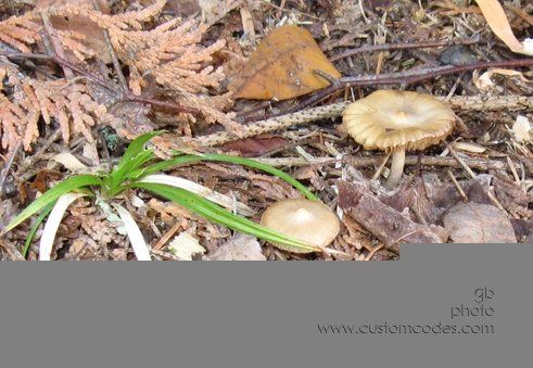 fringedMushroom