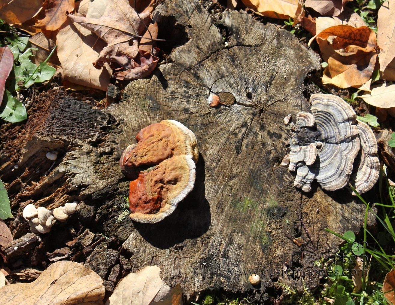 3OnAStump