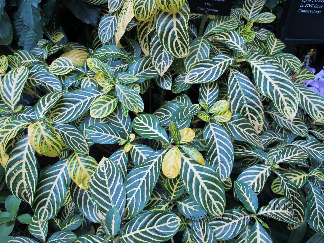foliage_20110416
