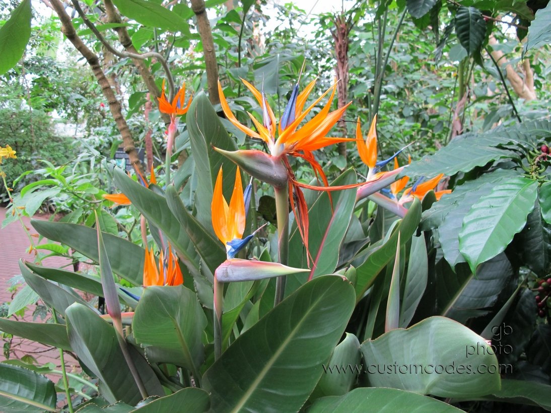 birdsOfParadise_20110416