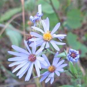 Glacier_Blues_20110828