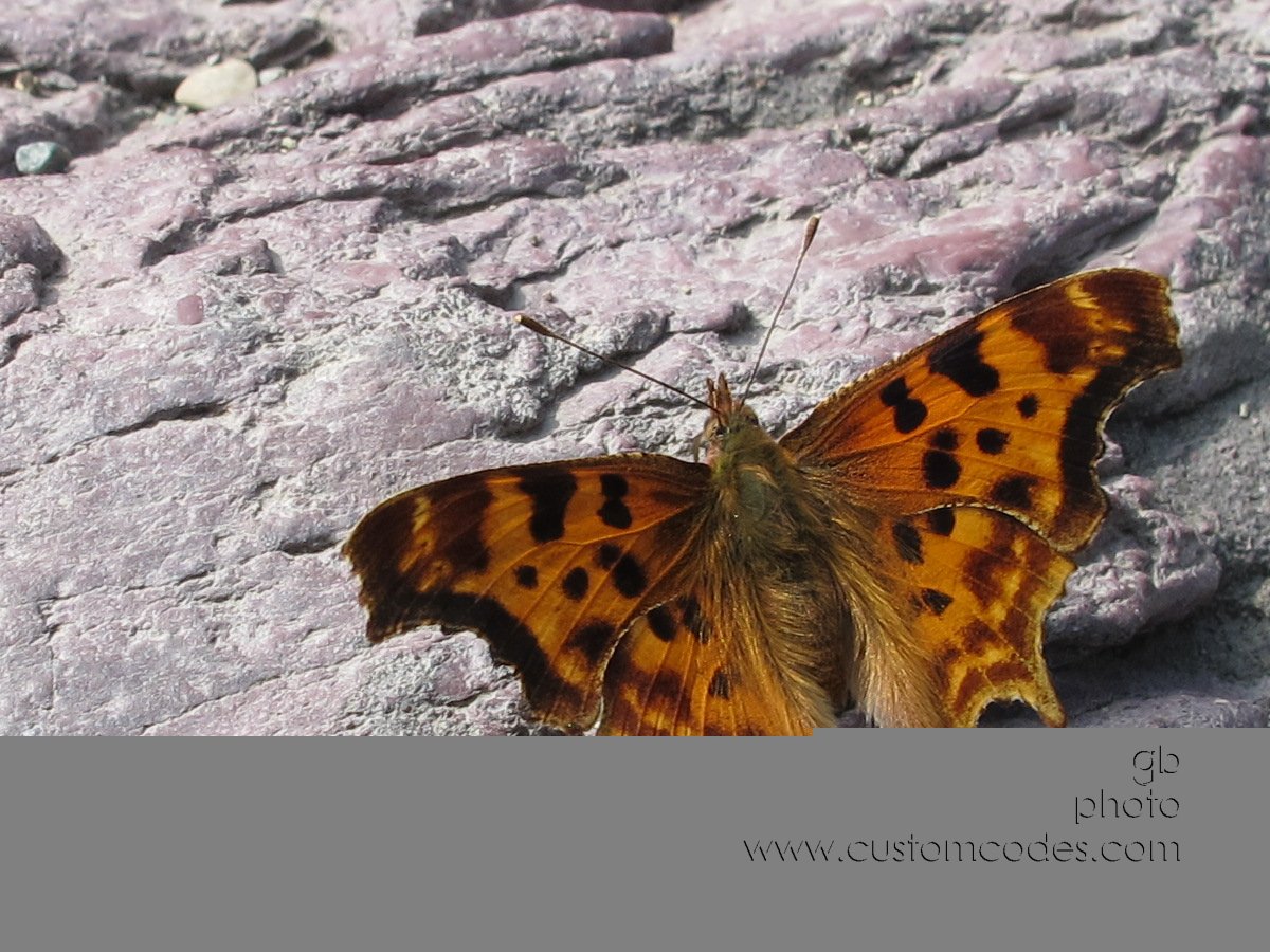 Glacier_ButterflyOnRocks