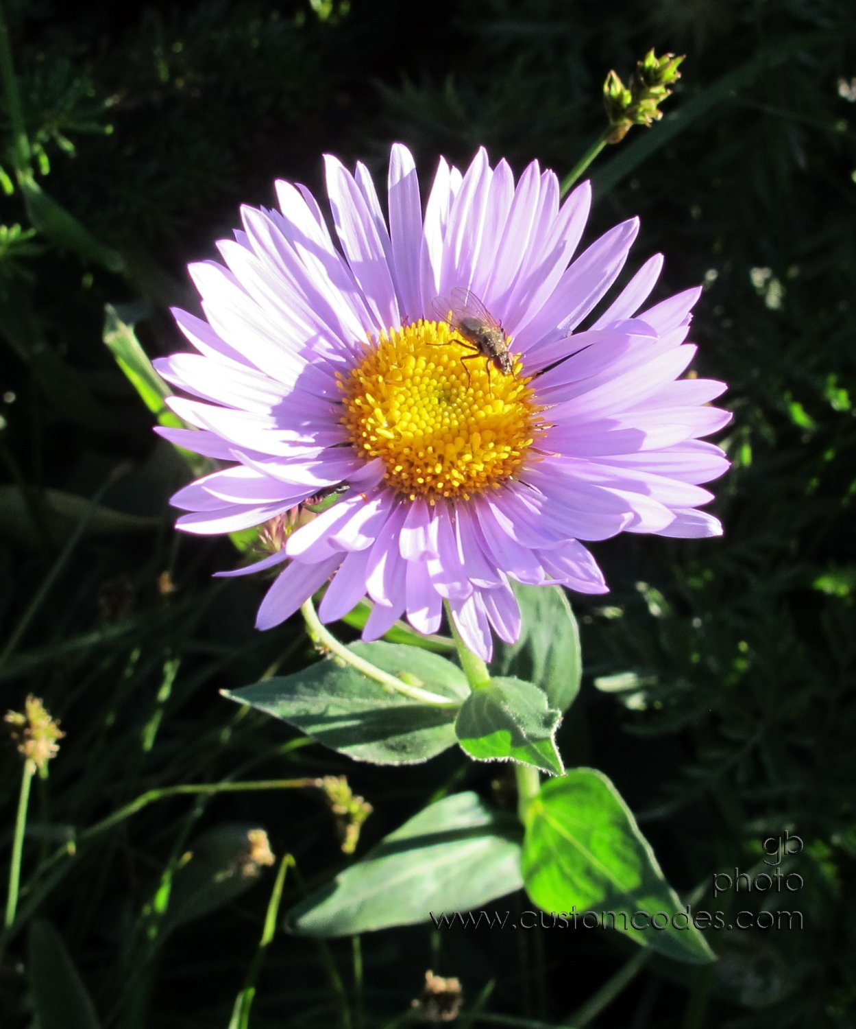 Glacier_LavenderAster_20110828