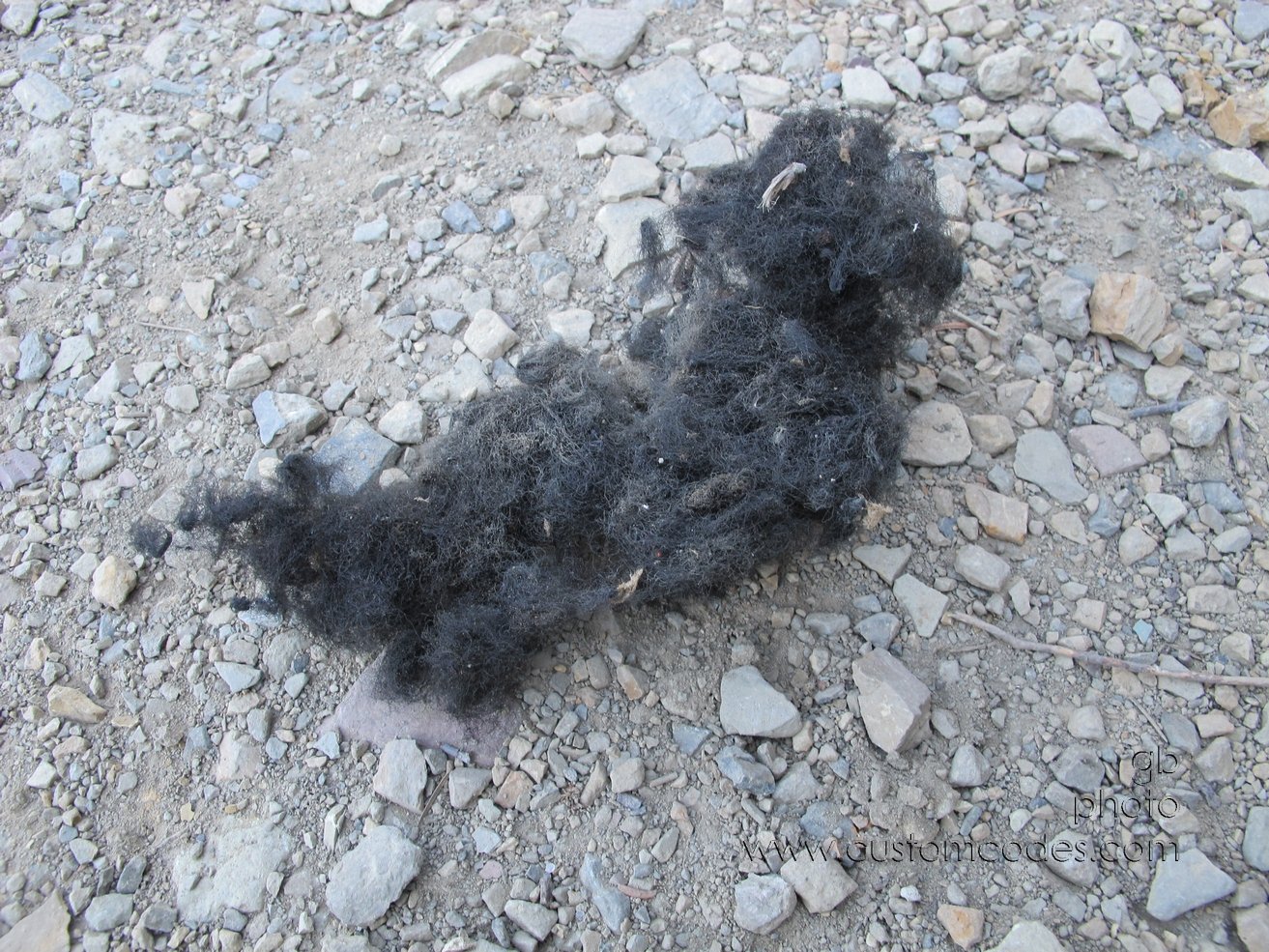 GlacierBearHair_20110828