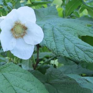 Glacier_White_20110828