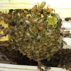 Bees20160516