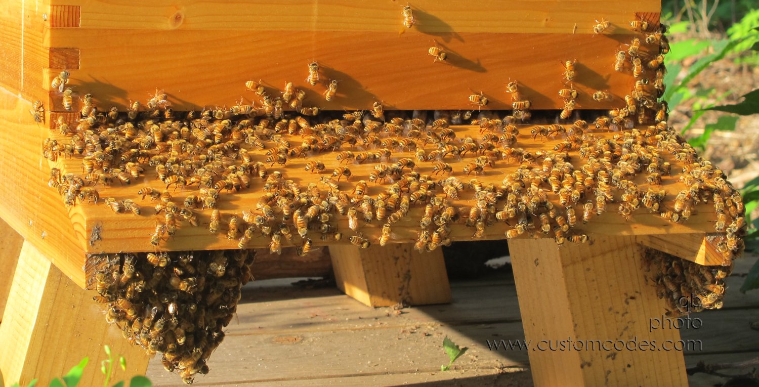 BeeOverFlow_20160811
