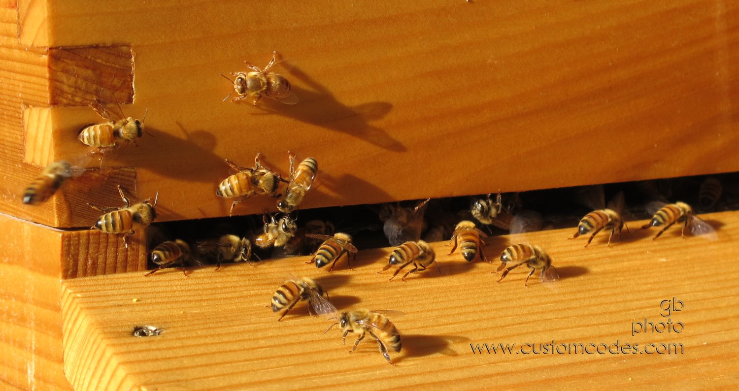 busyBees_20160730