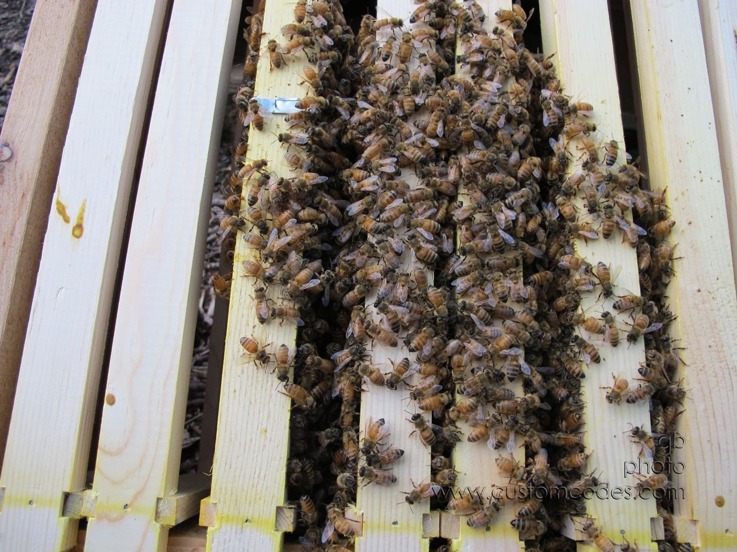 BusyBees20160512