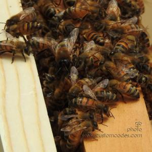 beesWaitingToGoHome_20170624-2