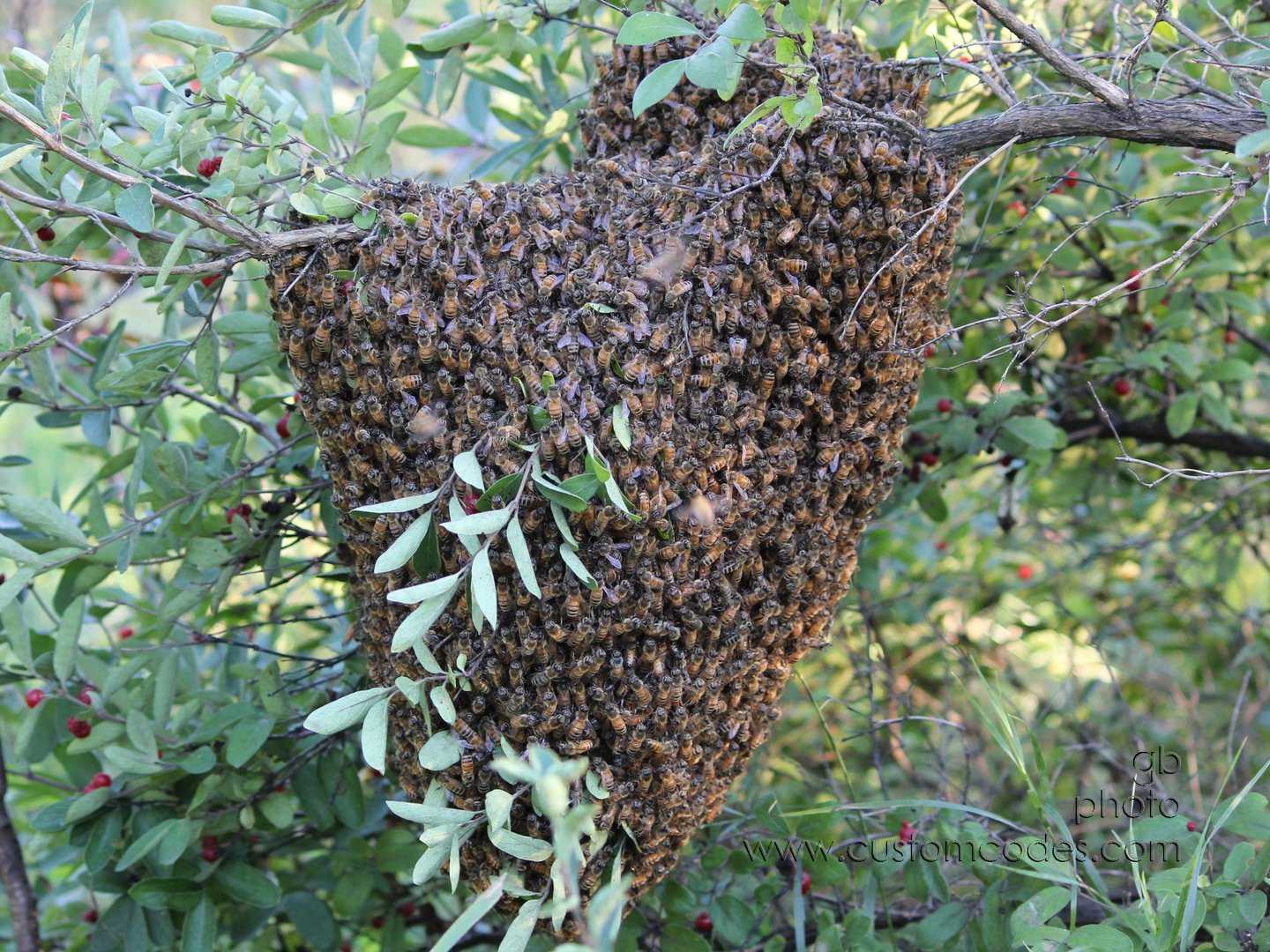 BeeSwarm_2010-08-26_cr2