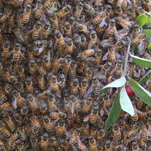 Bees