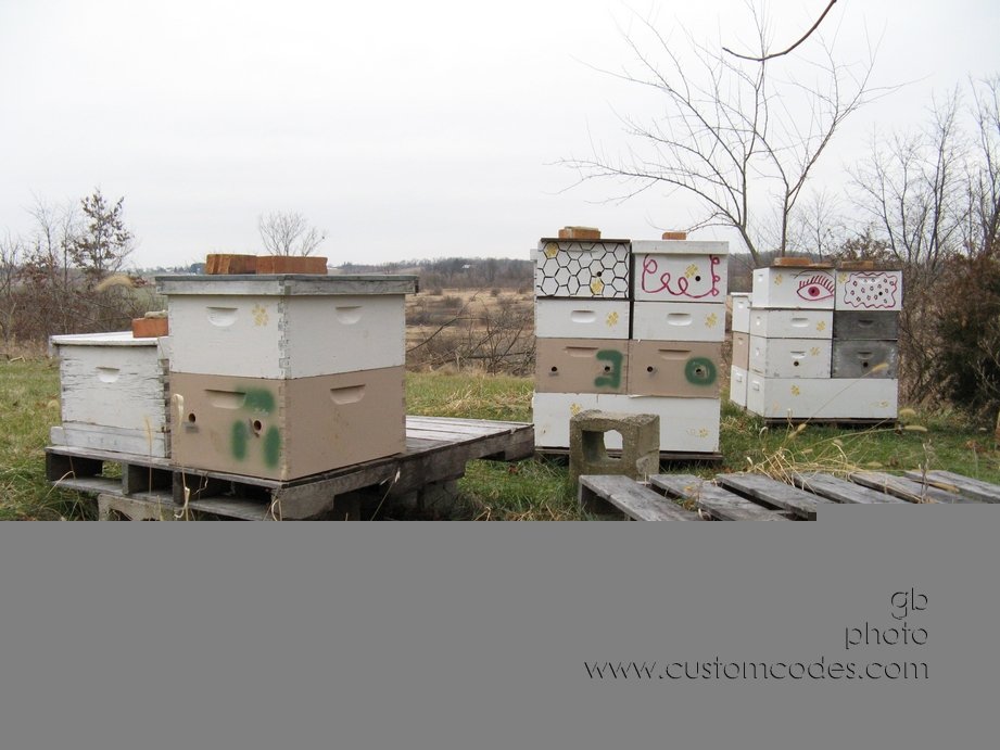 NESideOfHives_2010_1129