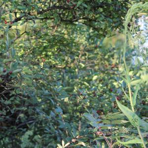 BeeSwarmByHive-2010-08-26_cr