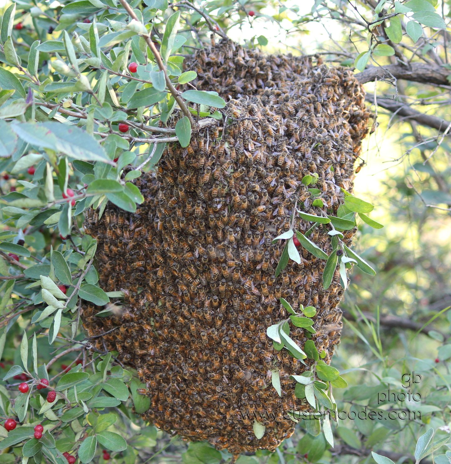 BeeSwarm_2010-08-26_cr4
