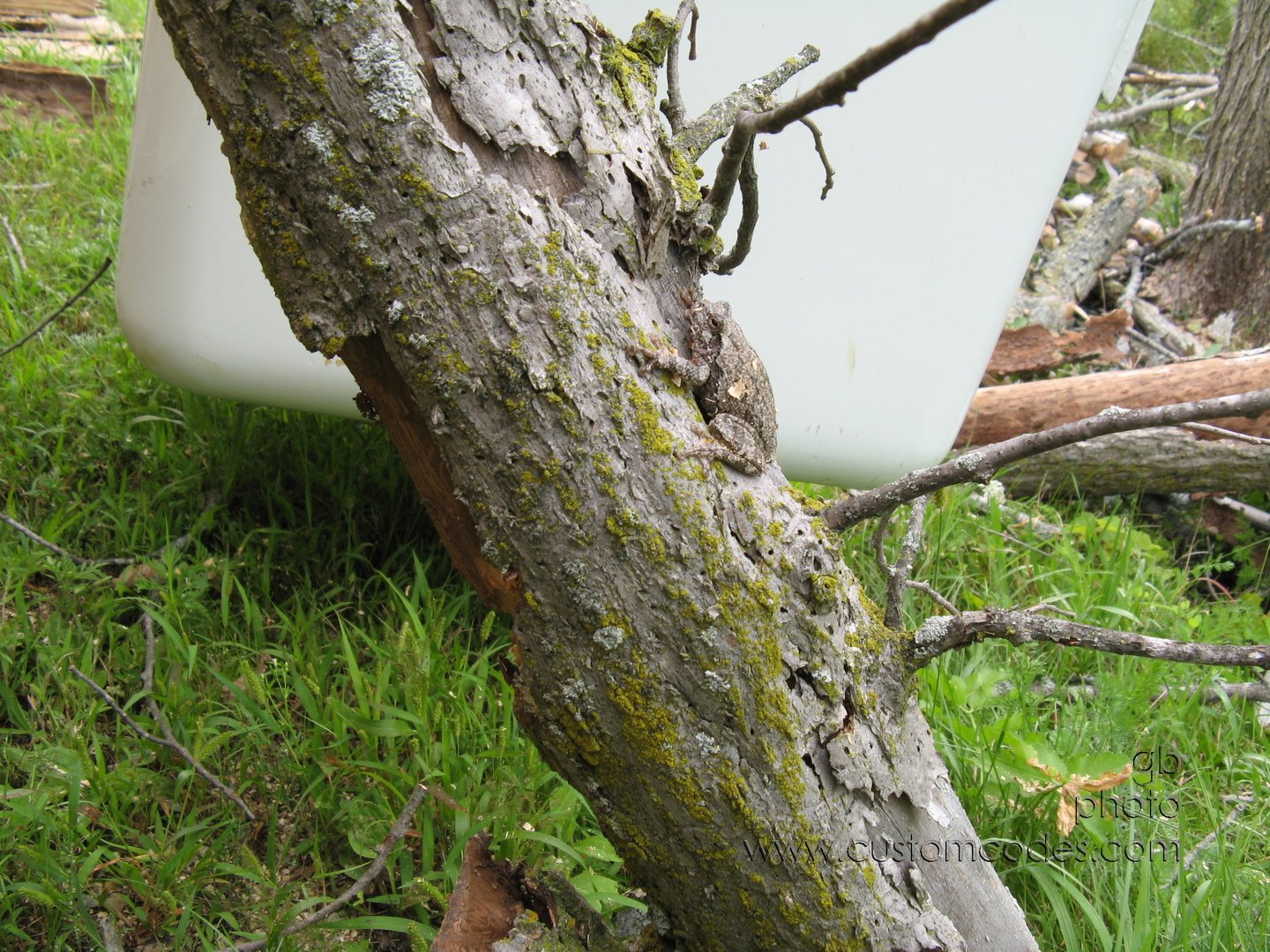 TreeFrogCamo
