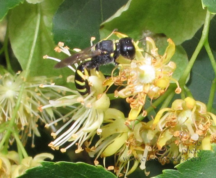 LindenFly