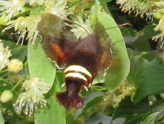 FlyingCrawfish_3