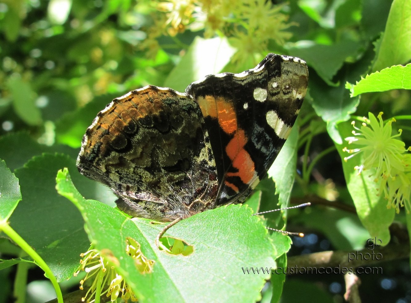 BashfulButterfly_20120615