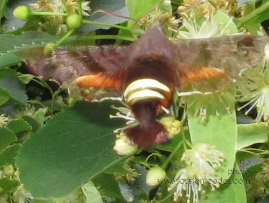 FlyingCrawfish_4