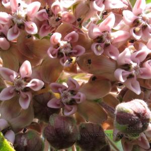 bugBuffet_20120615