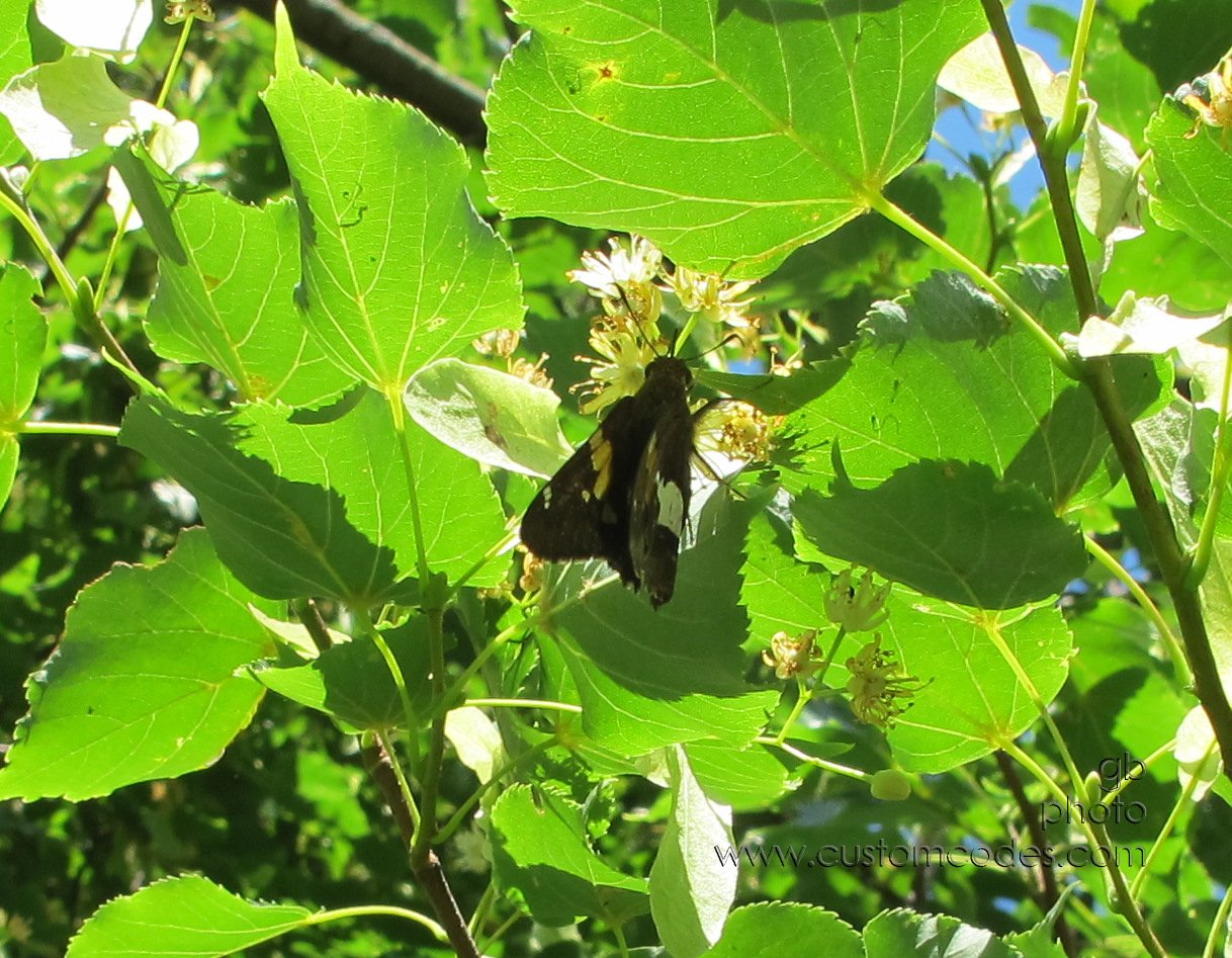 butterfly_20120615_2
