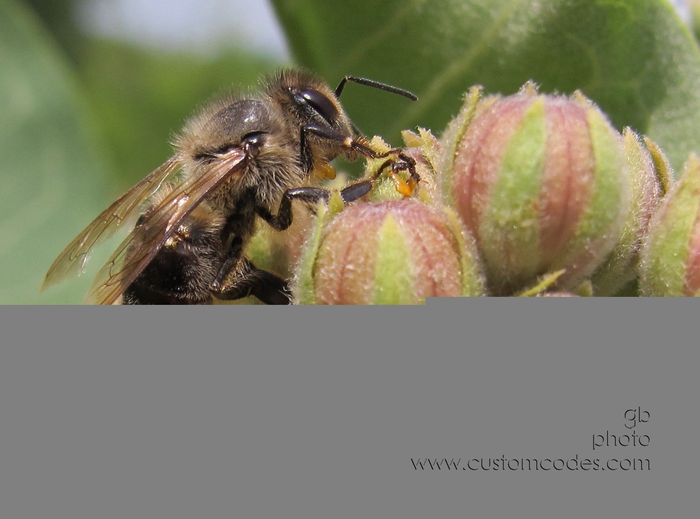 bee_20120623_3