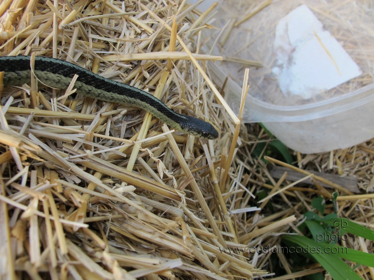 garterSnake_20150615_2