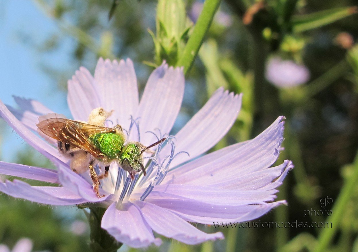 flyOrBee