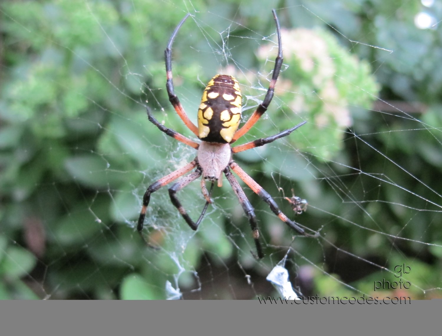 gardenSpider_20120831_3
