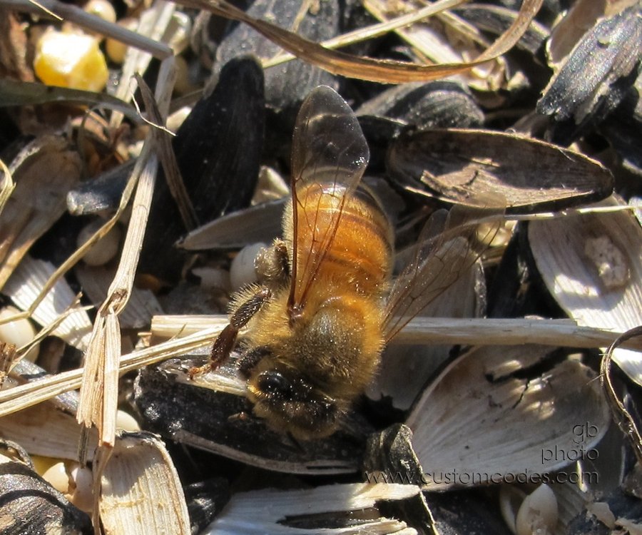 beeOnBirdseed20120219_2