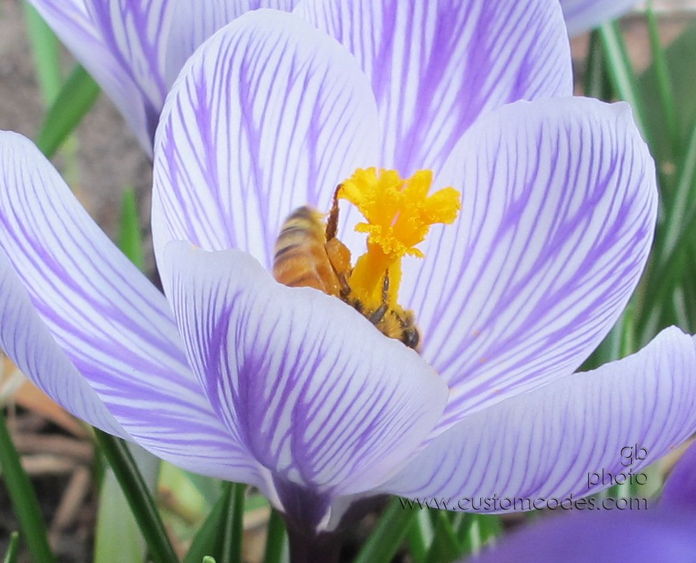 crocusNbee_20120315