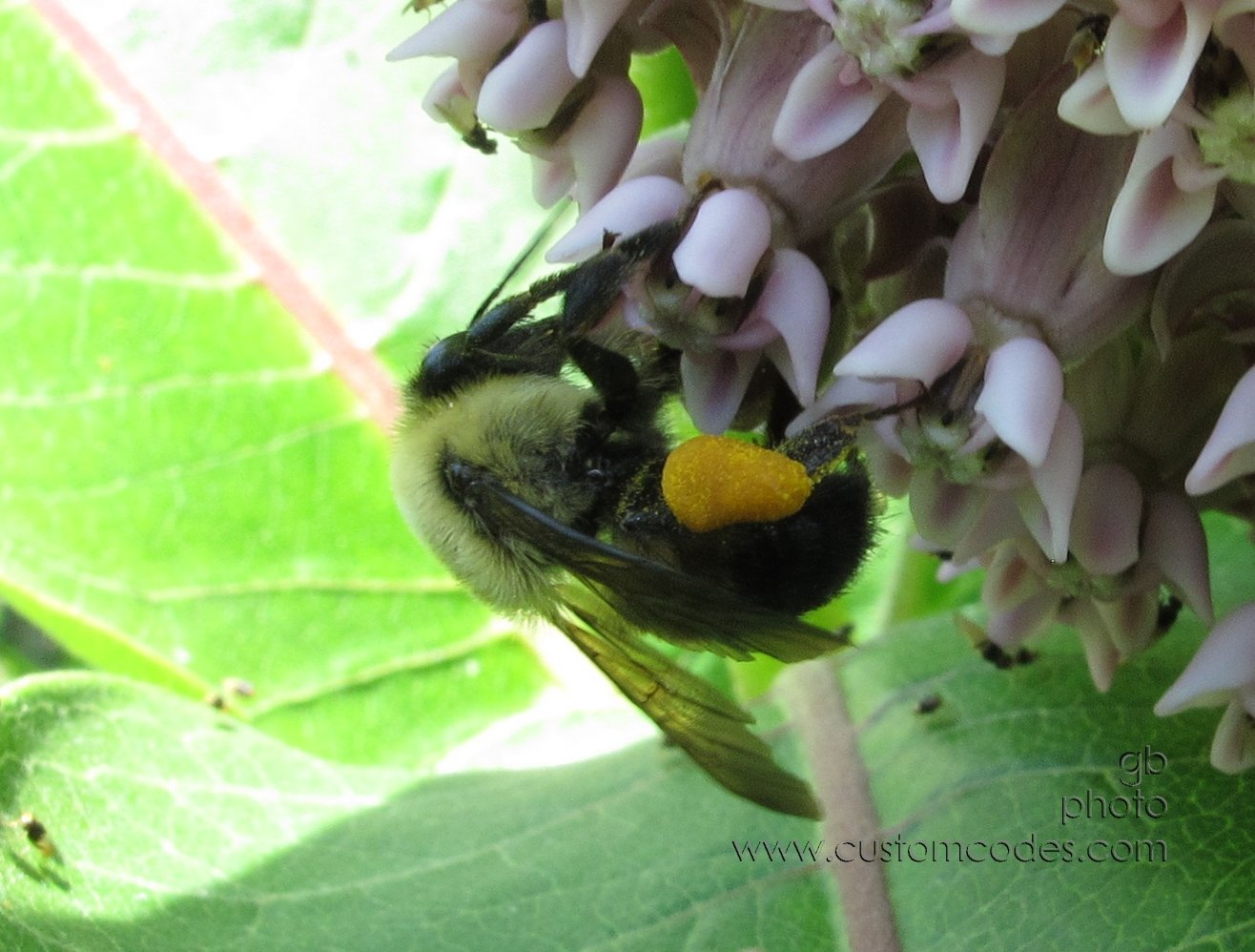 bumbleBee_20120615