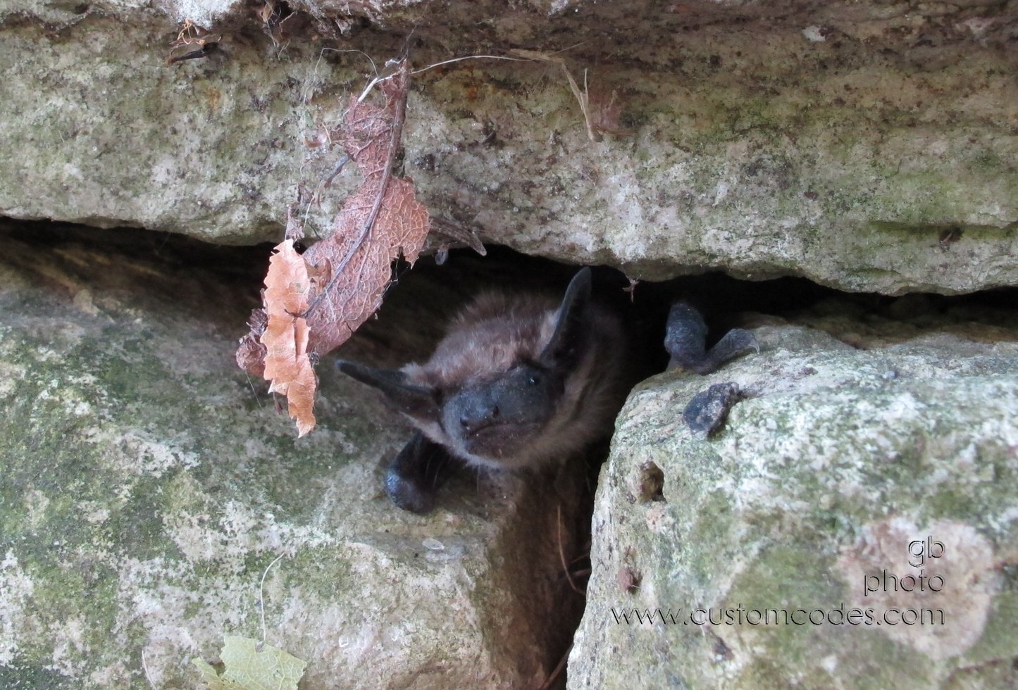 bat_20120615