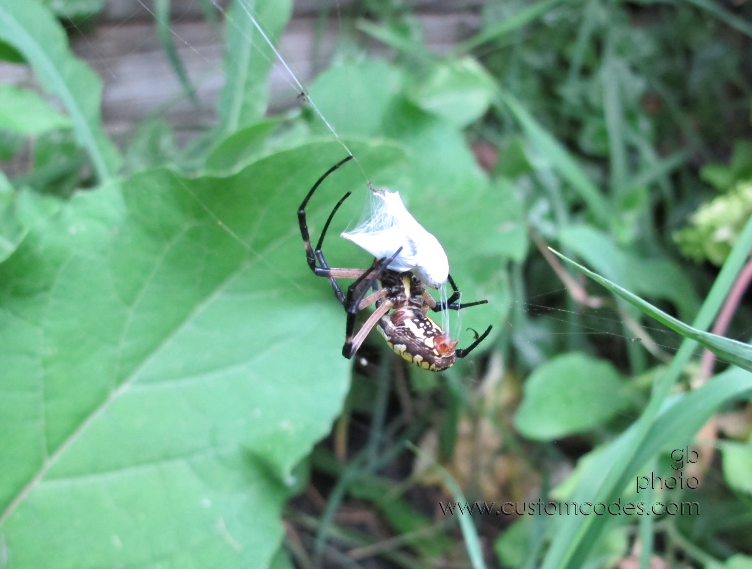 gardenSpider_20120831