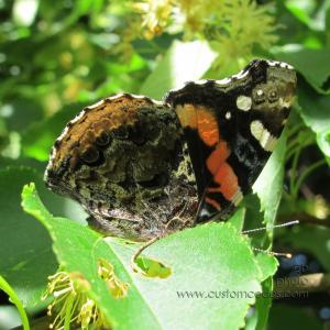 BashfulButterfly_20120615