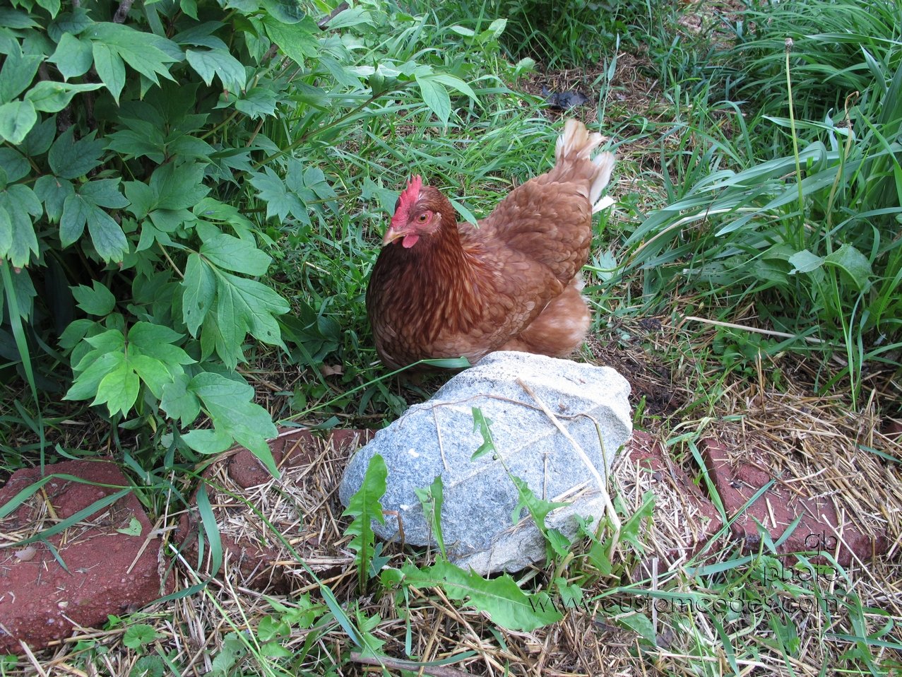 LittleRedHen_20140604