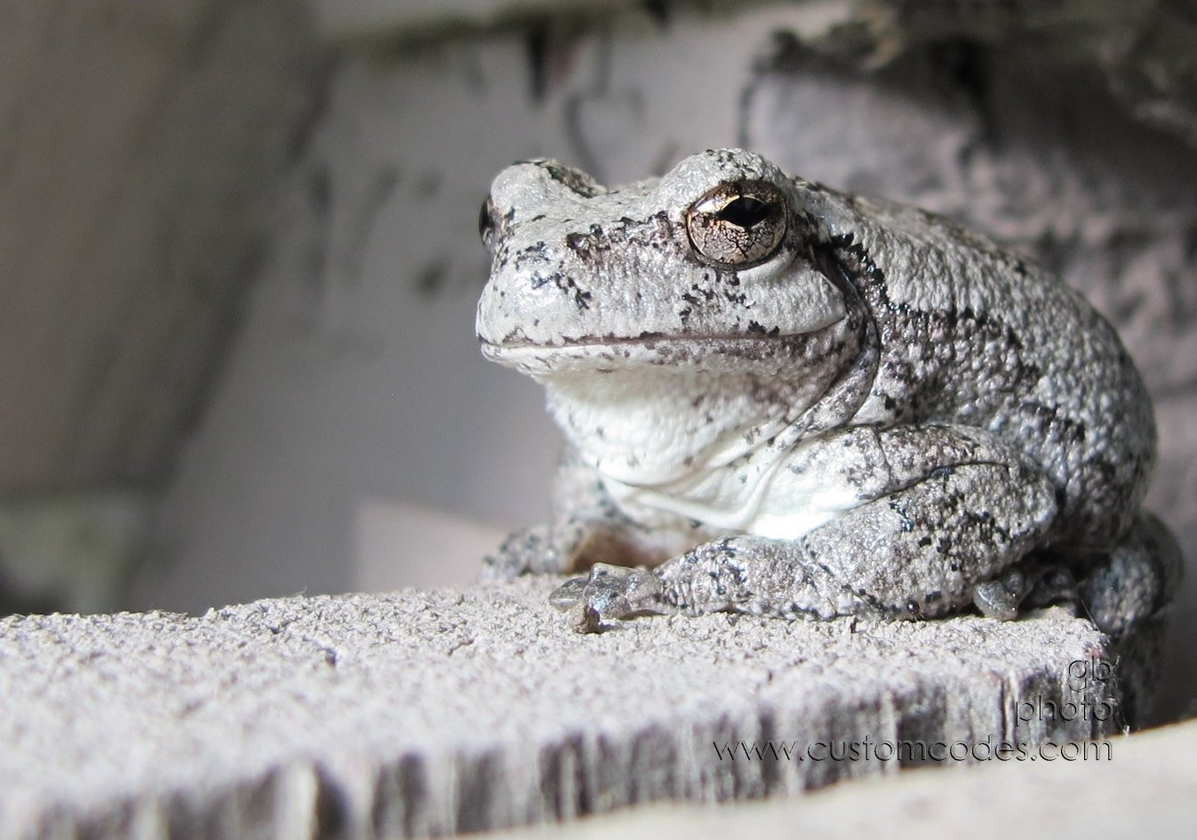 Frog_20140805