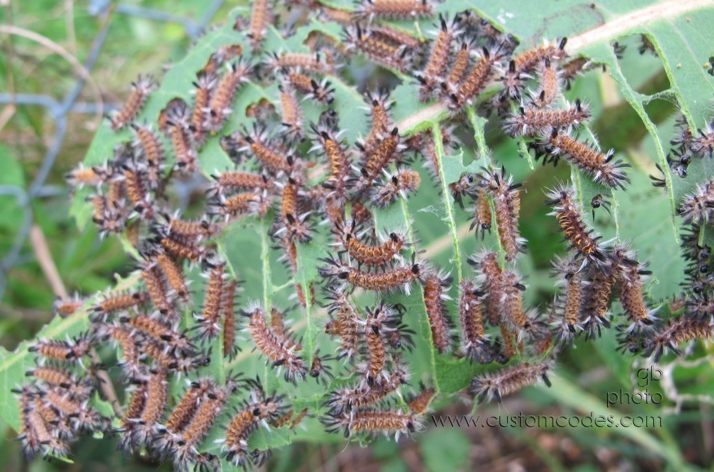 goodOrBadOnMilkweed_20150808