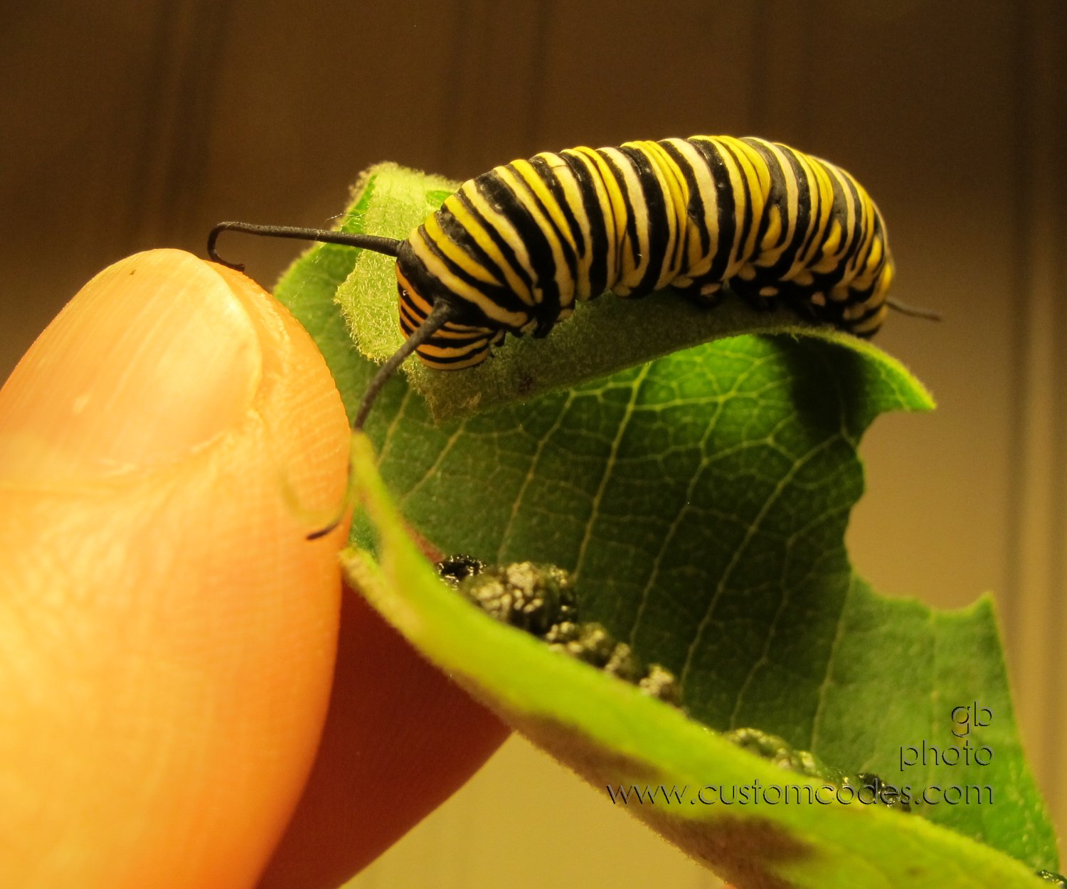 MonarchDay9-20170804