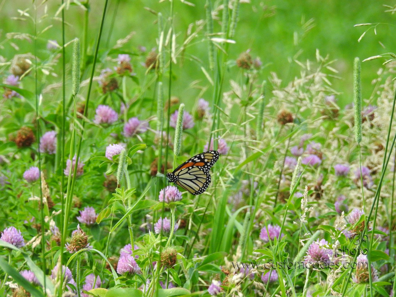 monarch_side_20170620