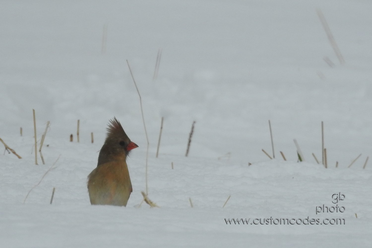 Cardinal-F_20180415